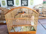Operação Libertas prende 7 e apreende 150 aves na Zona da Mata