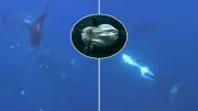 Orcas nos EUA fragmentam peixe-lua de 2 toneladas em comportamento inédito