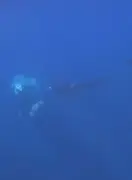 Orcas usam técnica inédita para 'explodir' peixe-lua de até 2 toneladas