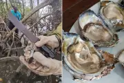 Ostra invasora asiática é retirada de manguezais em SP para proteger nativas