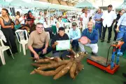 Pé de mandioca de 66,4 kg vence concurso e agricultor ganha R$ 2 mil na Expomontes