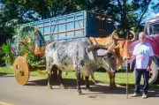Patrocínio do Muriaé: 3ª Rota da Fé reúne 100 carros de boi em desfile bíblico