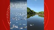 Peixes mortos no Lago do Cuniã: ICMBio investiga causas da mortandade