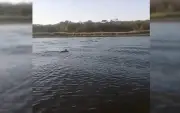 Pescador flagra onça-parda e filhotes atravessando rio a nado em Ibitinga