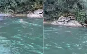 Pescador registra onça-parda atravessando Rio Corumbá em Goiás