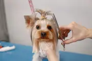 Pet shops de Caruaru devem filmar banho e tosa a partir de outubro
