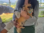 Petrópolis: vacinação gratuita para cães e gatos neste sábado (11)