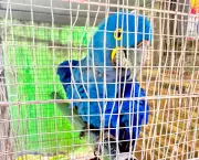 PF resgata arara-azul e outras espécies ameaçadas em Niterói