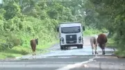 Piauí: 34 mortes por animais soltos em rodovias em 2025