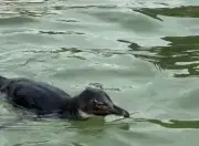 Pinguim aparece na Praia Vermelha e encanta durante treino de natação no Rio