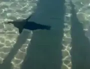 Pinguim é avistado durante canoagem em Angra dos Reis