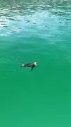 Pinguim-de-magalhães é avistado nadando em Angra dos Reis