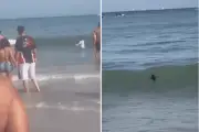 Pinguim-de-magalhães é resgatado na Praia da Enseada em Guarujá