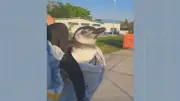Pinguim ferido é resgatado no Piscinão de Ramos pela Patrulha Ambiental