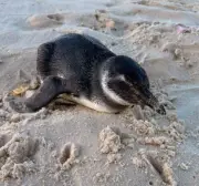 Pinguim resgatado em Ipanema; temporada já soma 132 registros