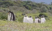 Pinguins da Antártica antecipam reprodução em resposta ao aquecimento