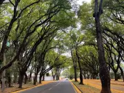 Piracicaba lança manual de arborização urbana com espécies indicadas