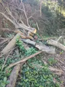 Polícia Ambiental flagra desmatamento em área de preservação em Vassouras