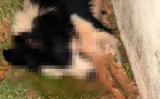 Polícia investiga envenenamento de três cães em chácara em Guaxupé