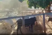 Polícia recupera 23 cabeças de gado furtadas no Tocantins