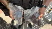 Policial civil morto: arma recuperada e adolescente apreendido no Amapá