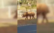Porco é flagrado andando em avenida movimentada de São José do Rio Preto