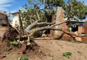 Prefeitura de Palmas contrata empresa por R$ 2,1 mi para reparar vendaval