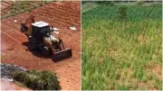 Preso dono de terreno com 290 mil pés de maconha no Ceará