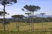 Previsão do tempo no Paraná: semana começa com sol e termina com chuvas