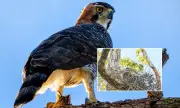Primeiro ninho de gavião-de-penacho é encontrado em reserva de MT