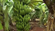 Produção de frutas em MS: melancia lidera com 58 mil toneladas
