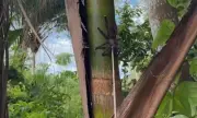 Produtor flagra caranguejeira predando cobra no Maranhão