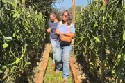 Produtora cultiva baunilha de R$ 6 mil/kg no Cerrado com polinização manual