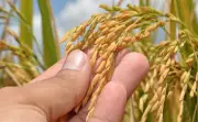 Projeto Rio Formoso no TO é destaque na produção nacional de arroz