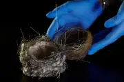 Pássaros usam cabos de fibra óptica da guerra na Ucrânia em ninhos