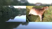 Quatro capivaras mortas no Jardim Botânico de Goiânia; Amma investiga causas