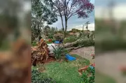 Queda de árvore atinge mulher em missa; ventos de 124 km/h