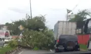 Queda de árvore causa congestionamento na Zona Sul de Manaus