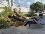 Queda de árvore interdita via e deixa área sem energia em Belém