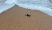 Queda drástica de ninhos de tartaruga-verde em Fernando de Noronha