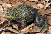 Rã-touro invasora da América do Norte ameaça fauna em Santa Catarina