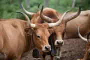 Raça bovina Cachena ajuda a combater incêndios florestais na Espanha