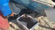 Raia-de-pedra ameaçada é devolvida ao mar em Copacabana no Rio