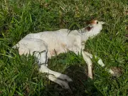 Raiva bovina é confirmada em Tarauacá; Idaf adota medidas de controle