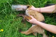 Raposa resgatada na Escócia após dois dias com cabeça presa em garrafa