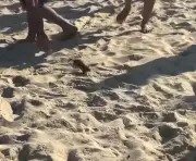 Rato é flagrado correndo entre banhistas na Praia do Leblon