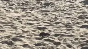 Rato surpreende banhistas na Praia do Leblon