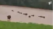Rebanho de gado nada para fugir de inundação no Norte do RS