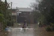 Rebanho nada para fugir de inundação no Norte do RS; 143 cidades afetadas