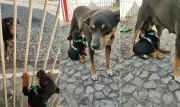 Reencontro de cadela e filhote resgatado viraliza e emociona